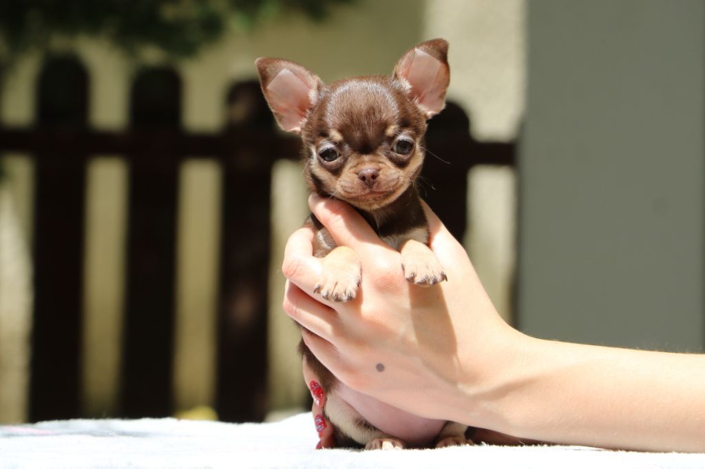 Voxel Ux Unique bianca