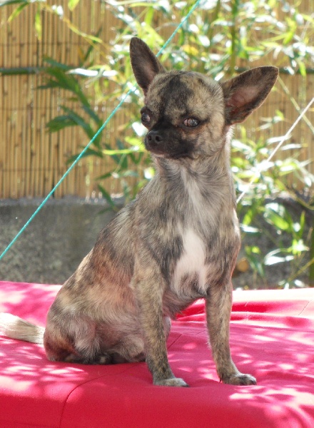 Publication : Voxel Ux