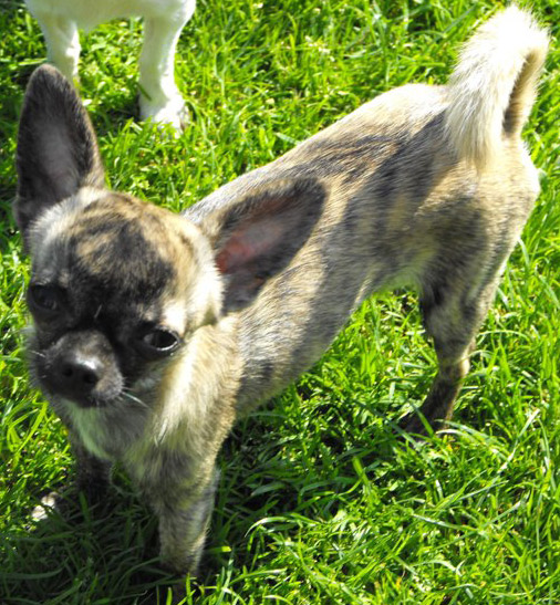 Publication : Voxel Ux