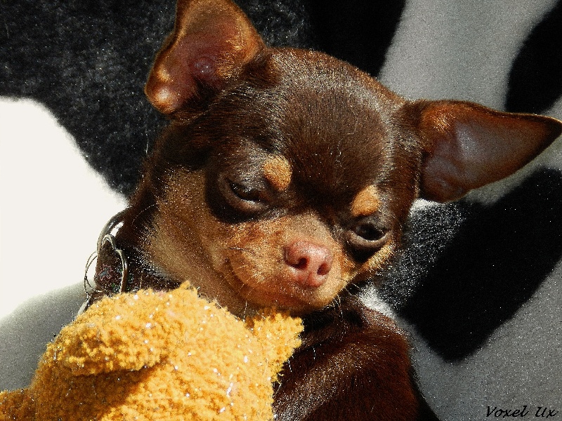 Publication : Voxel Ux Auteur : Mme. Psiarska