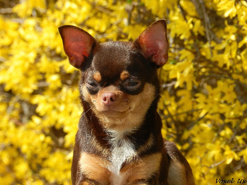 Publication : Voxel Ux Auteur : Mme. Psiarska