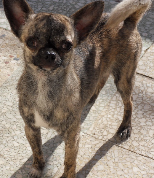 Publication : Voxel Ux