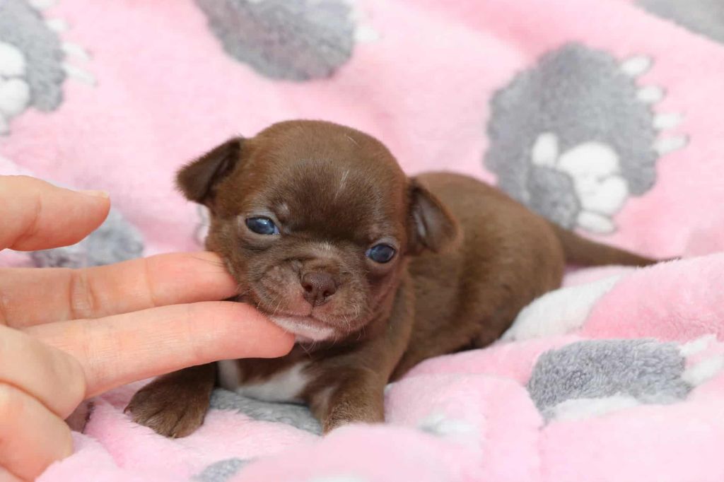 Aria renommée AGLAÉ