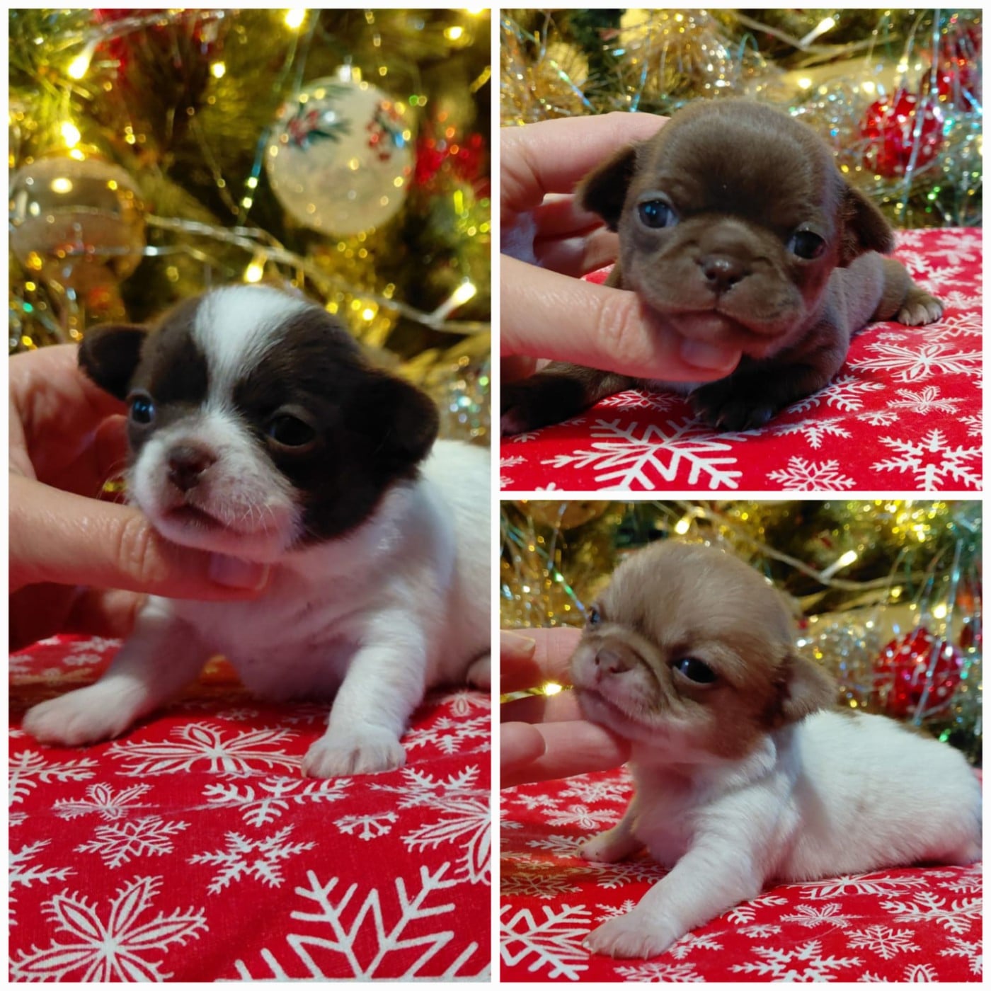 Chihuahua - Voxel Ux