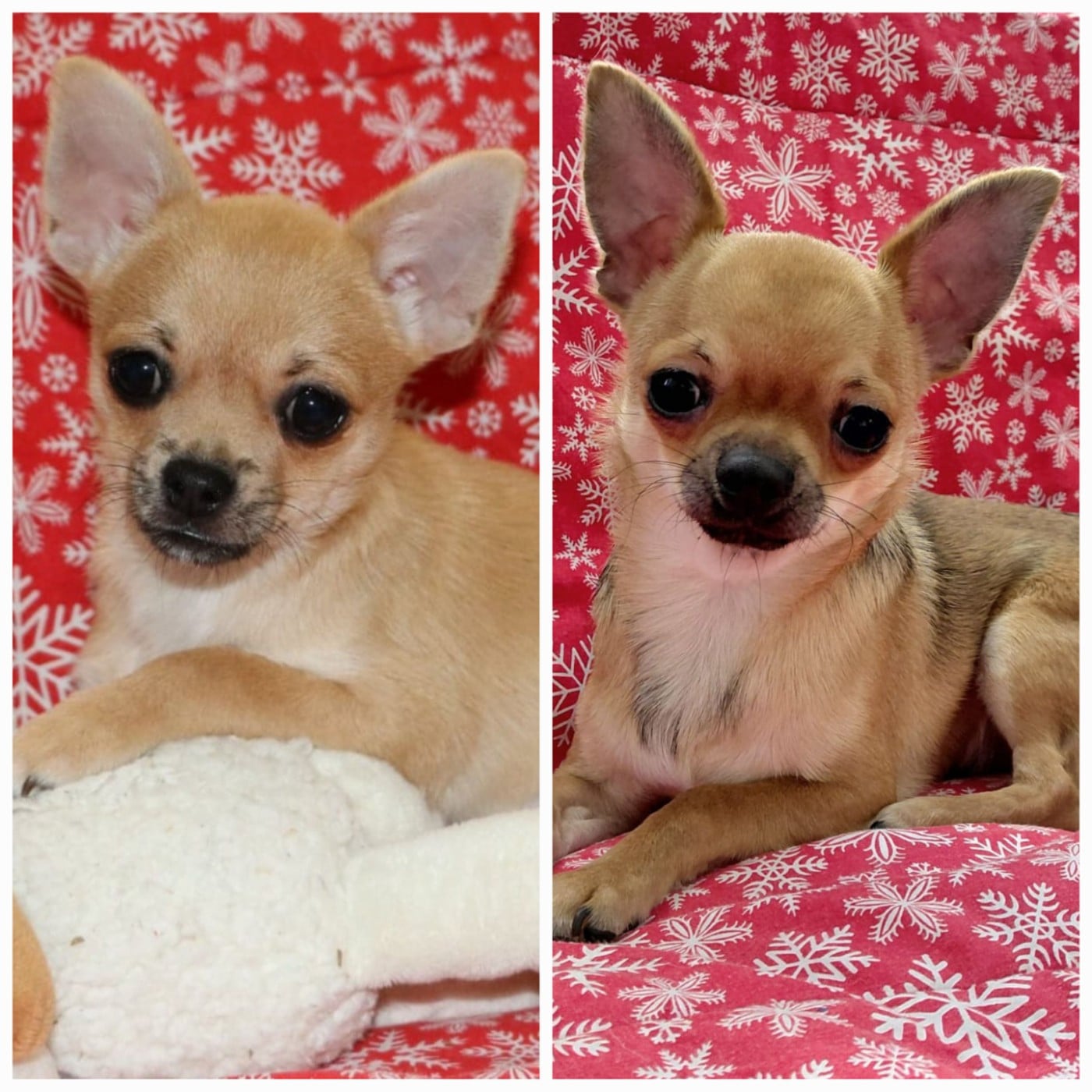 Chihuahua - Voxel Ux