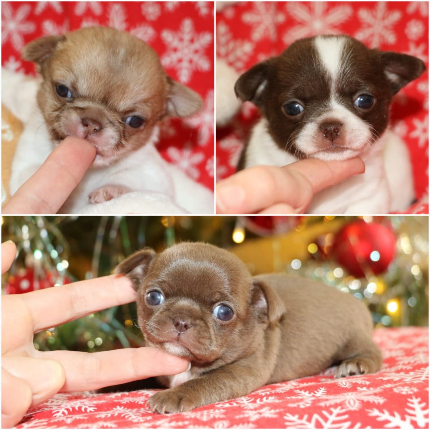 Chihuahua - Voxel Ux