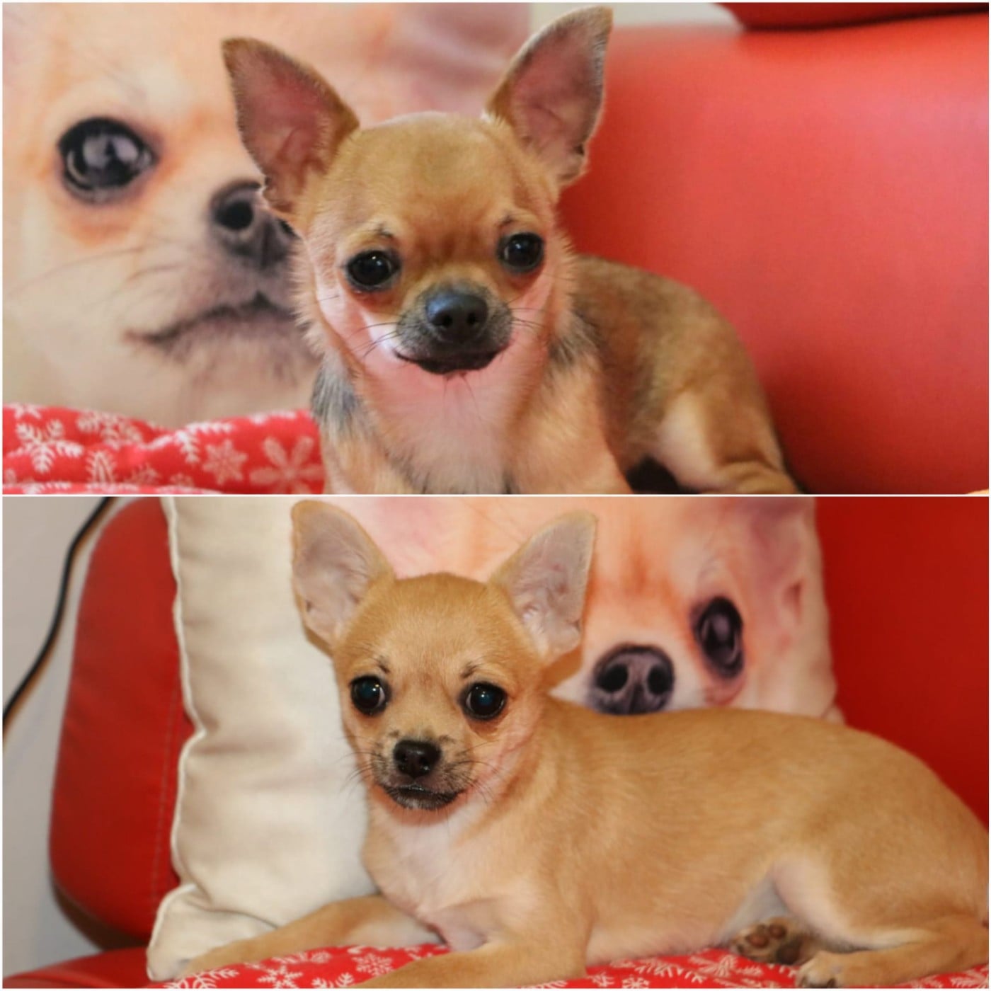 Chihuahua - Voxel Ux