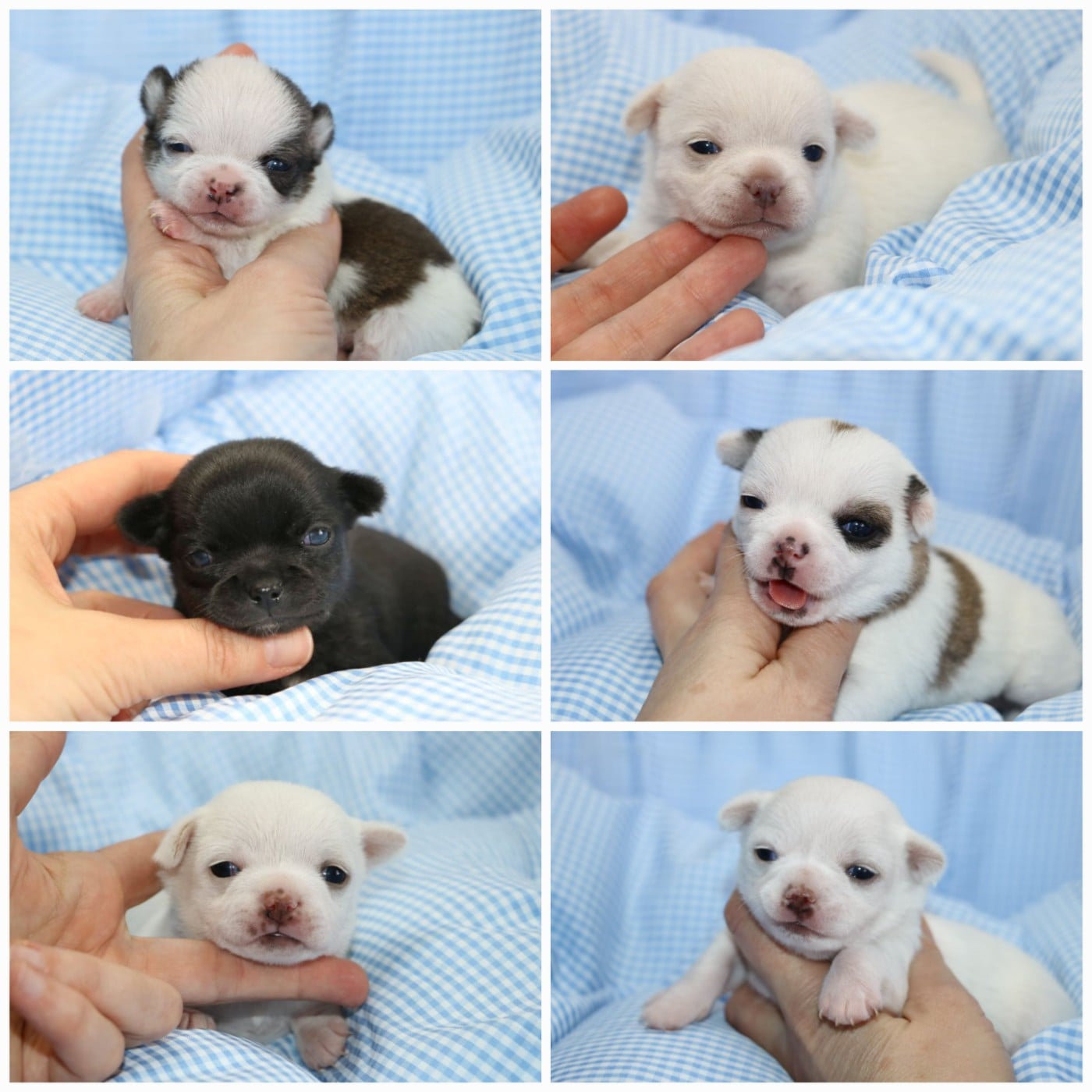 Chihuahua - Voxel Ux