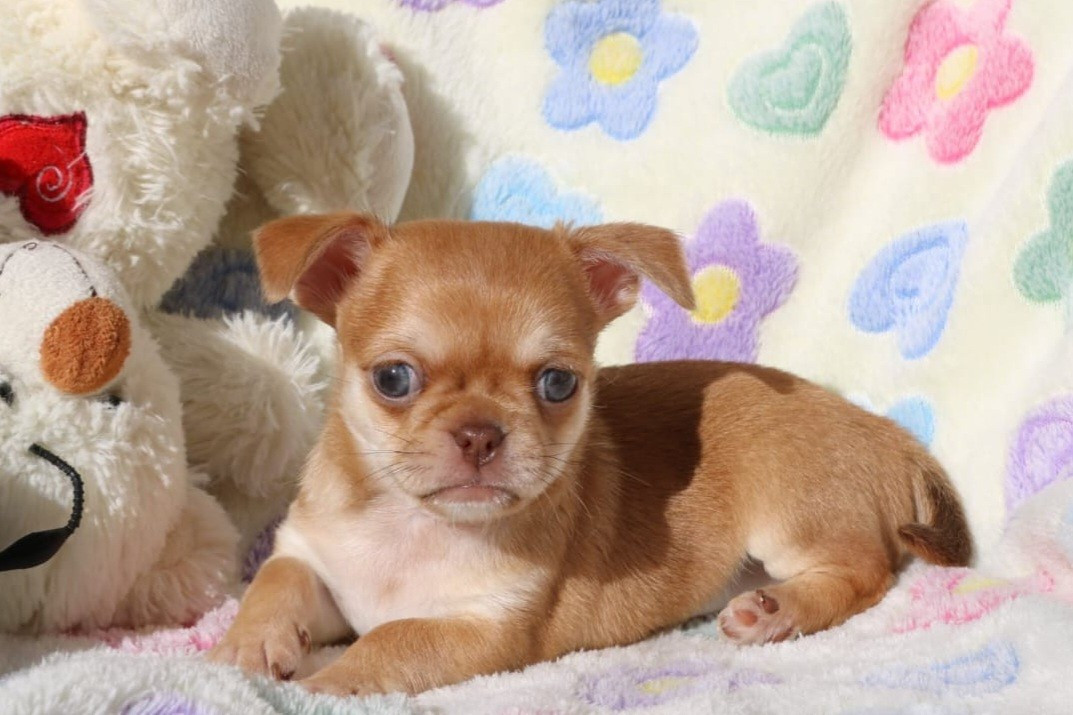 Chihuahua - Voxel Ux