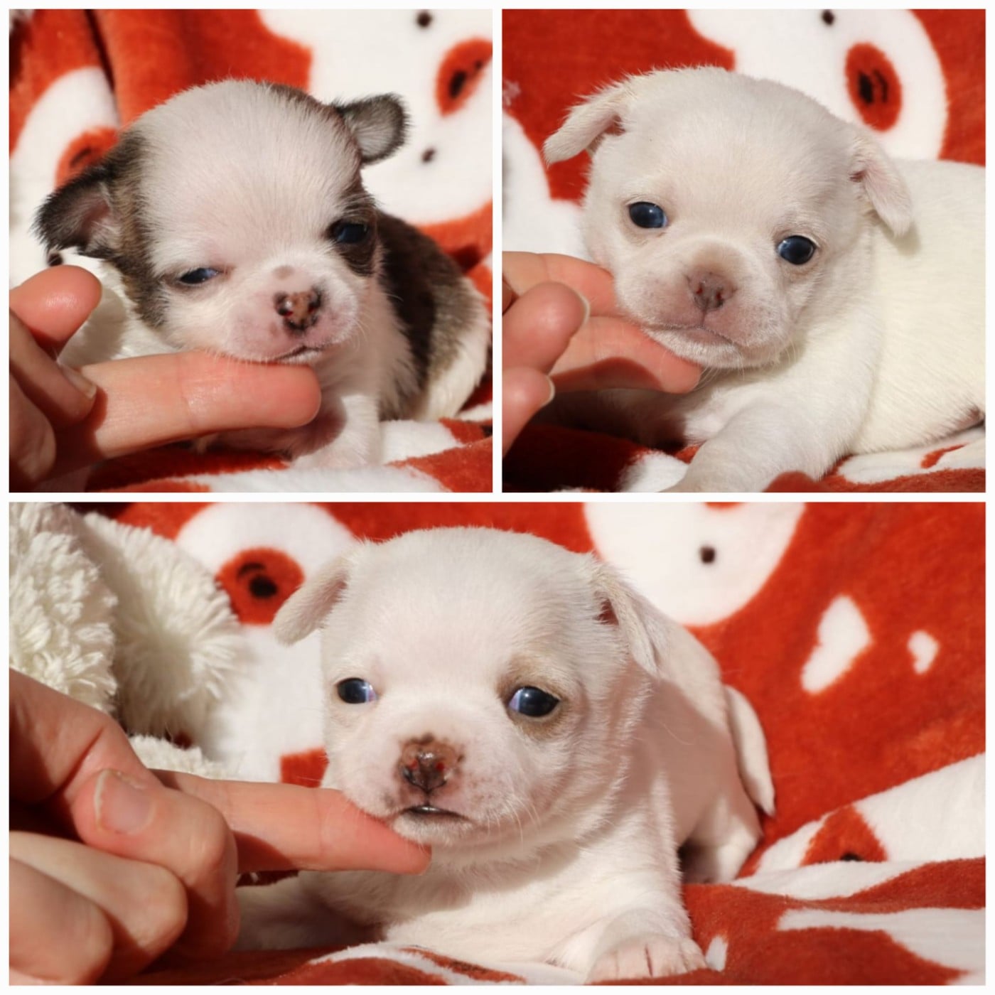 Chihuahua - Voxel Ux