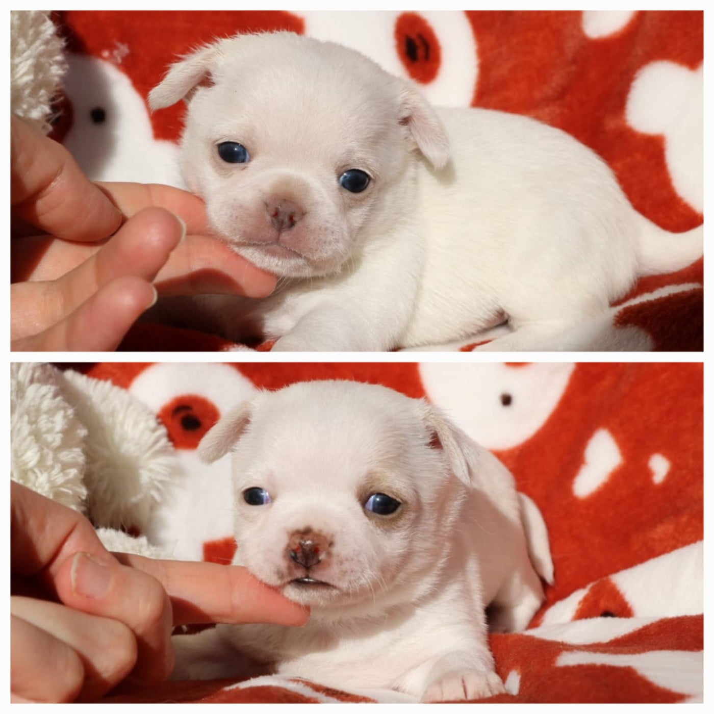 Chihuahua - Voxel Ux