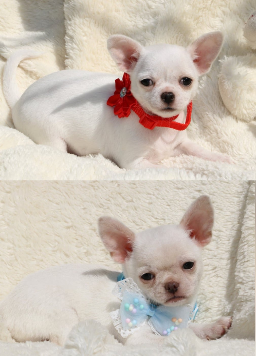 Chihuahua - Voxel Ux