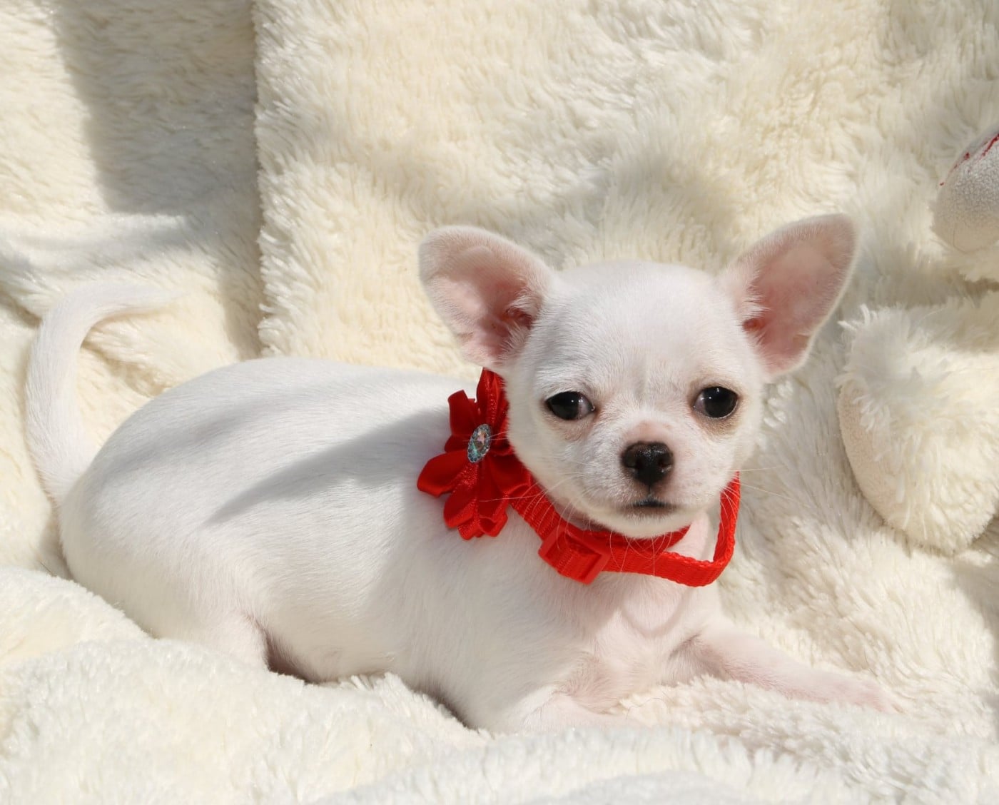 Chihuahua - Voxel Ux