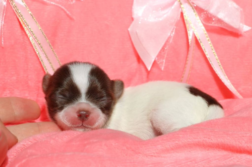 Altaïr renommé ASTRO