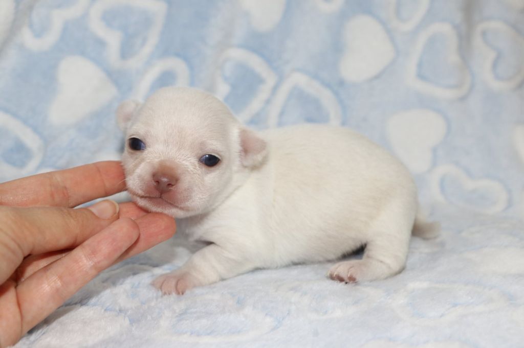 Azote renommé Alaska