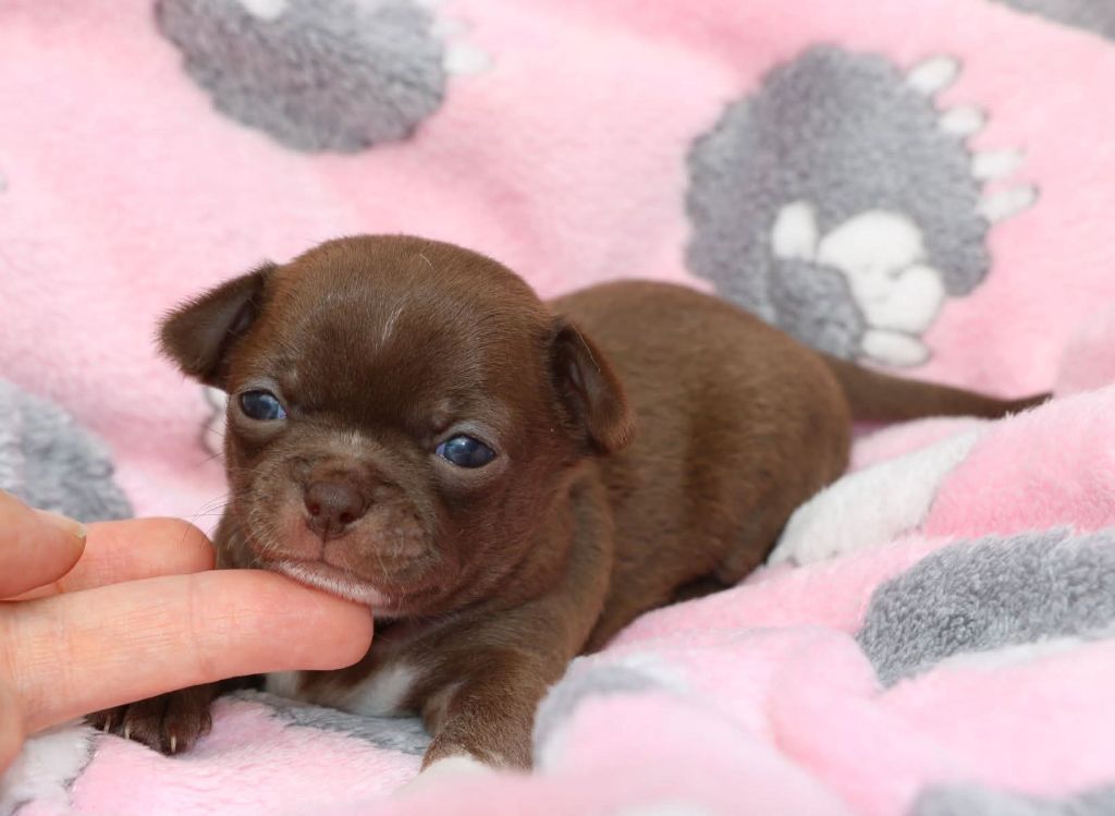 Aria renommée AGLAÉ