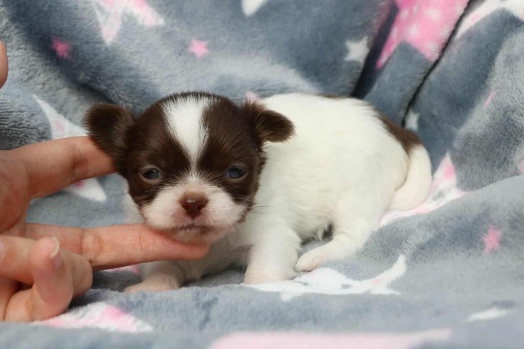 Altaïr renommé ASTRO