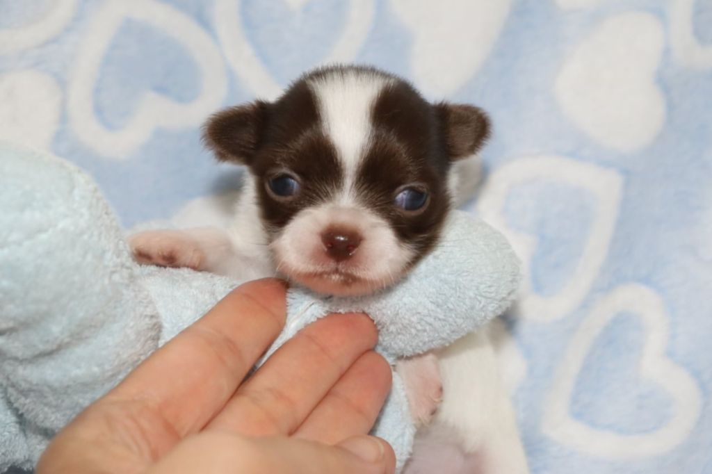 Altaïr renommé ASTRO