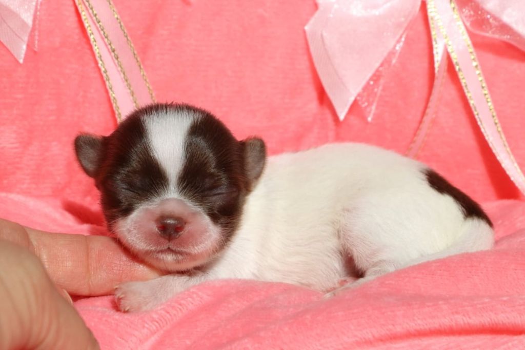 Altaïr renommé ASTRO