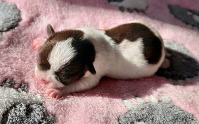 Les chiots de Chihuahua