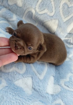 Les chiots de Chihuahua