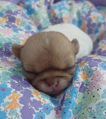 Les chiots de Chihuahua