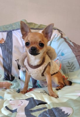 Les chiots de Chihuahua