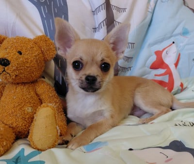 Les chiots de Chihuahua