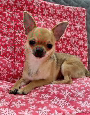 Les chiots de Chihuahua