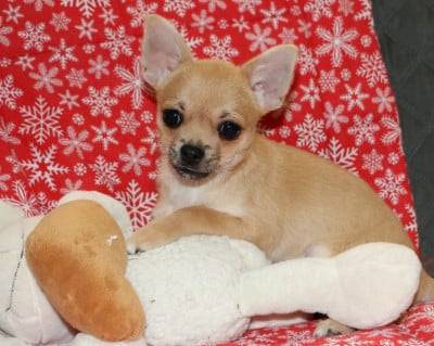 Les chiots de Chihuahua