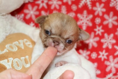 Les chiots de Chihuahua