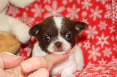 Les chiots de Chihuahua