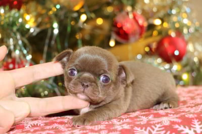 Les chiots de Chihuahua