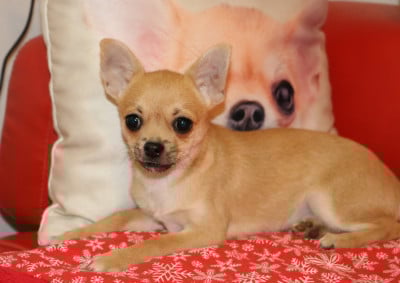 Les chiots de Chihuahua