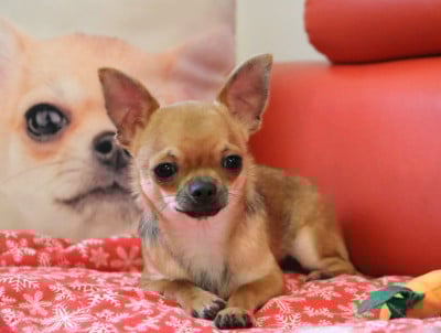 Les chiots de Chihuahua