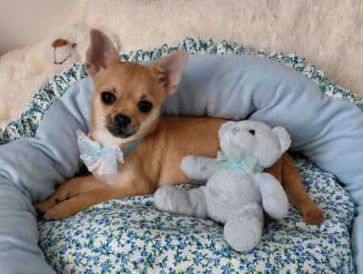 Les chiots de Chihuahua