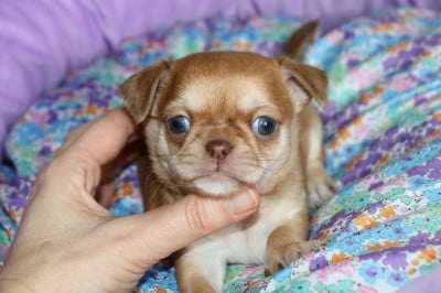 Les chiots de Chihuahua