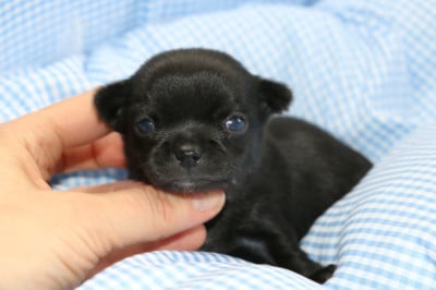 Les chiots de Chihuahua