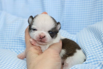 Les chiots de Chihuahua