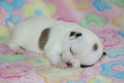 Les chiots de Chihuahua