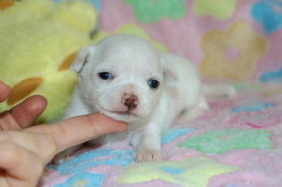 Les chiots de Chihuahua