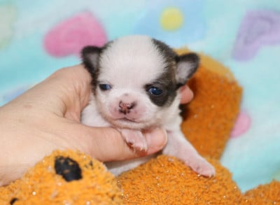 Les chiots de Chihuahua