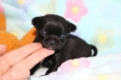 Les chiots de Chihuahua