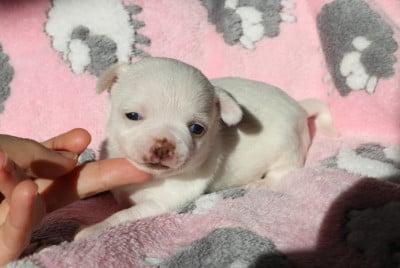 Les chiots de Chihuahua