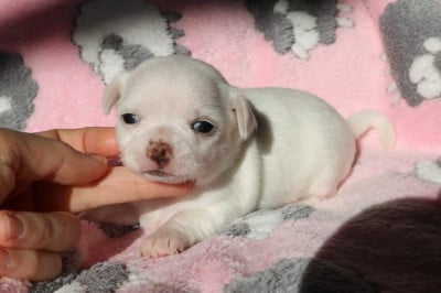 Les chiots de Chihuahua