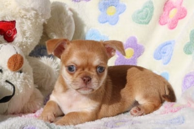 Les chiots de Chihuahua