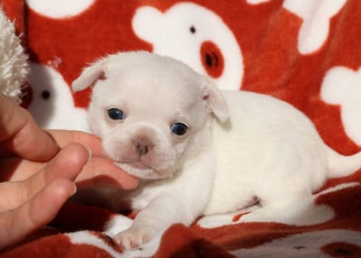 Les chiots de Chihuahua