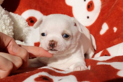 Les chiots de Chihuahua