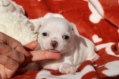 Les chiots de Chihuahua