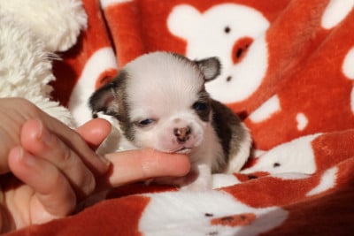 Les chiots de Chihuahua